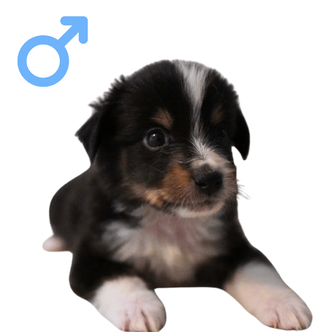 Puppies11