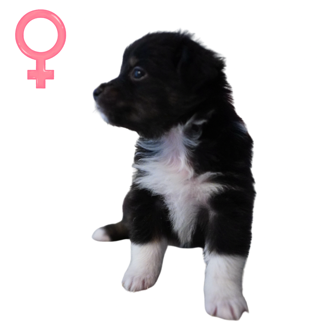 Puppies4